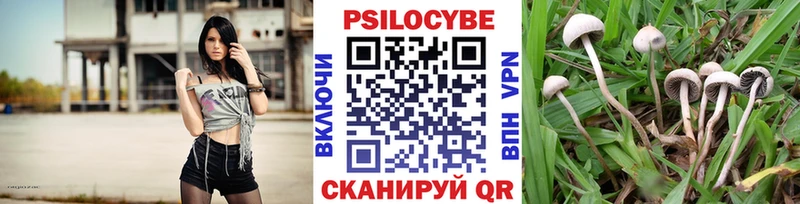 купить наркотики цена  Чудово  Псилоцибиновые грибы Magic Shrooms 